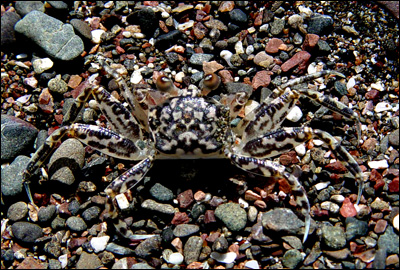 Crab at the Jaco Beach